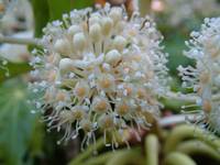 fatsia