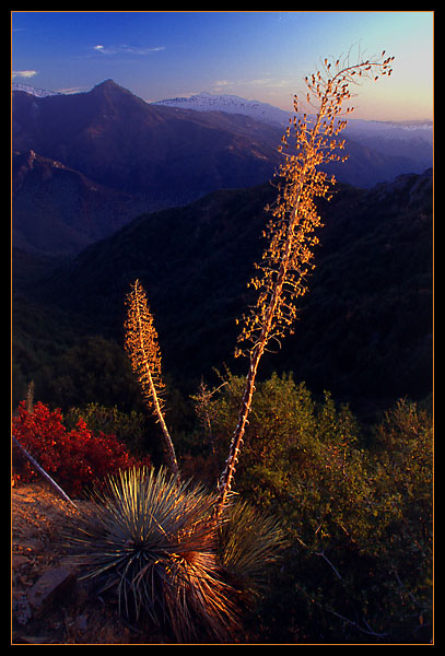 king&#039s canyon