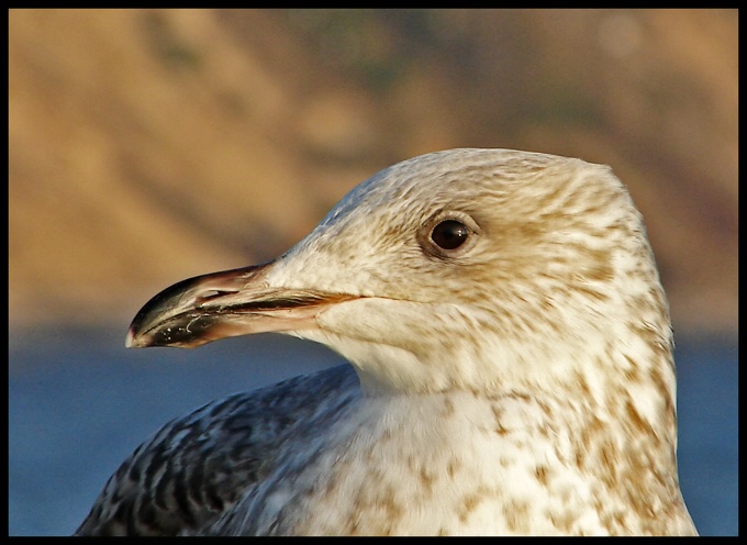 Larus