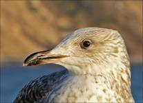 Larus