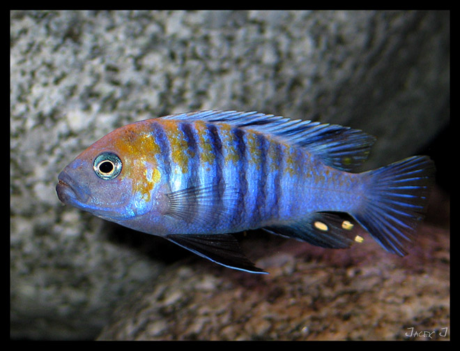 Cynotilapia afra &#039cobue&#039