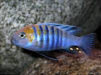 Cynotilapia afra &#039cobue&#039