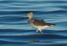 Yellowlegs