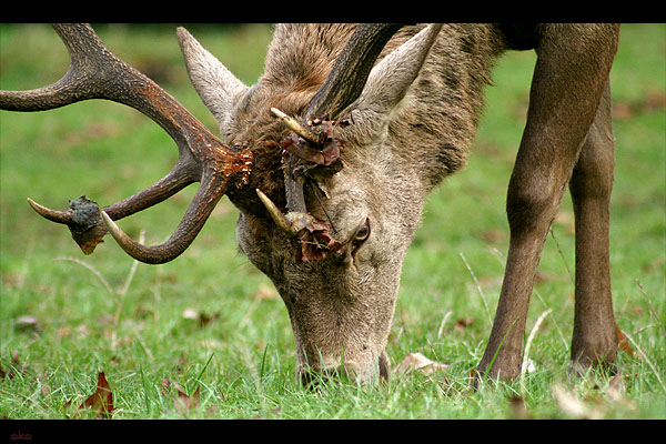 Wollaton Park