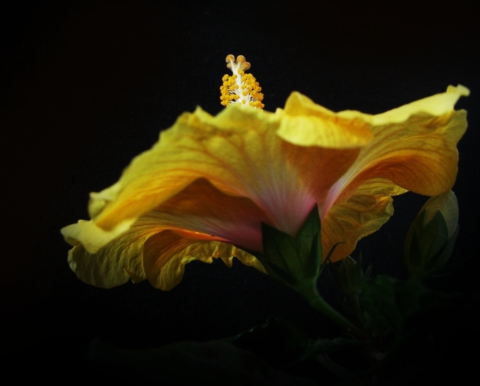 hibiscus rosa-sinensis