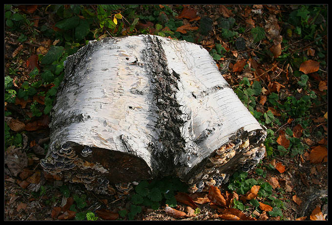 brzozowe bokserki made in Bieszczady