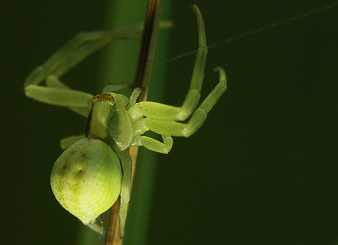 Akrobata