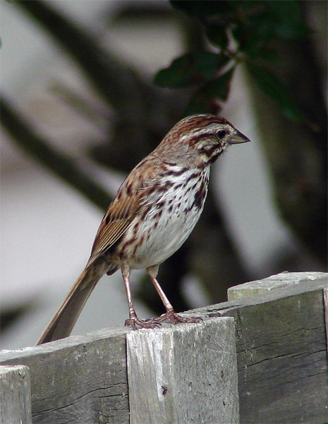 Song Sparrow (Melospiza melodia)