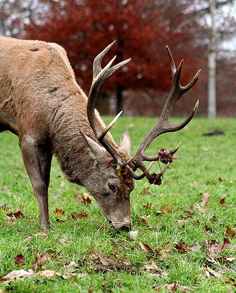 Wollaton Park