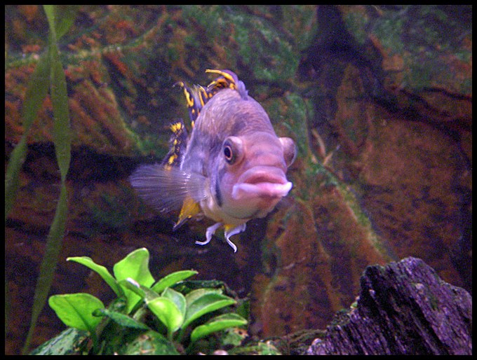 Apistogramma cacatuoides - twarzą w twarz