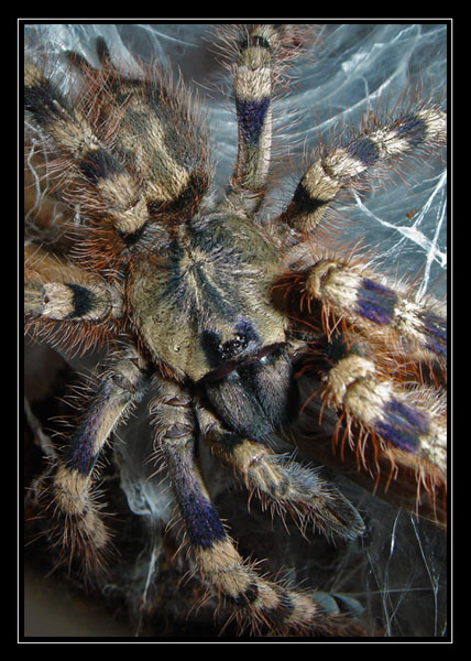 Poecilotheria formosa