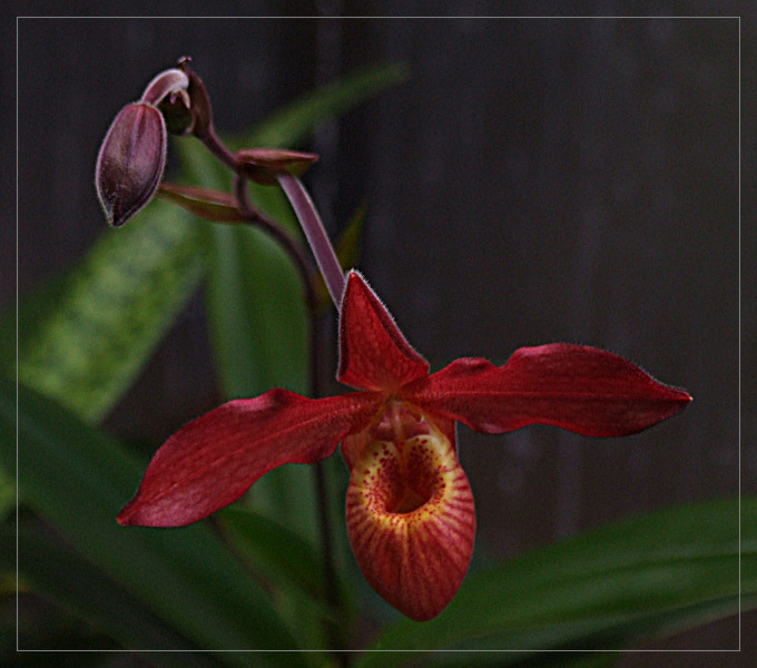 phragmipedium lindenii x besseae