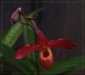 phragmipedium lindenii x besseae