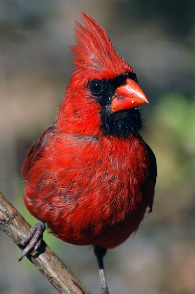 Cardinal