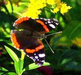 Motyl