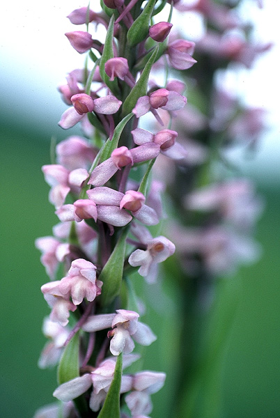 gółka długoostrogowa