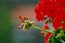 pelargonia