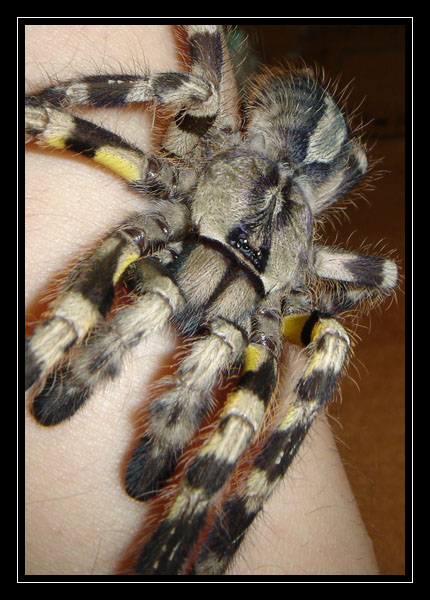 Poecilotheria regalis