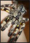 Poecilotheria regalis