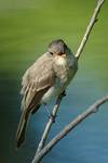 WoodPewee