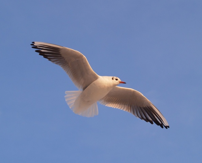 Larus ridibundus