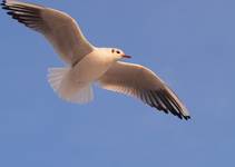 Larus ridibundus