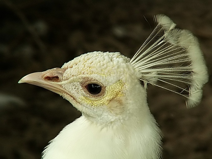 albinos