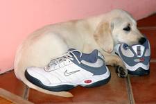Nike Air...