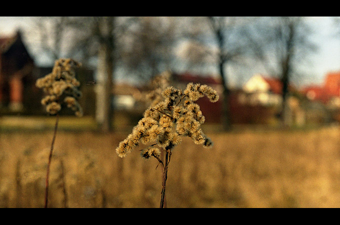 zima