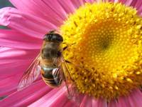 eristalis