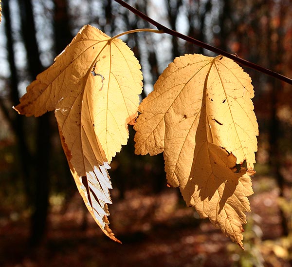 liście