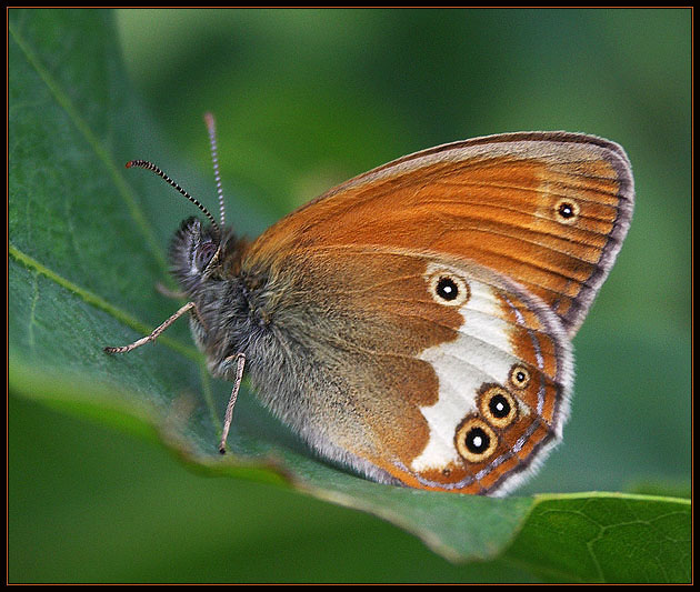 Strzępotek perełkowiec (Coenonympha arcania)