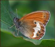 Strzępotek perełkowiec (Coenonympha arcania)