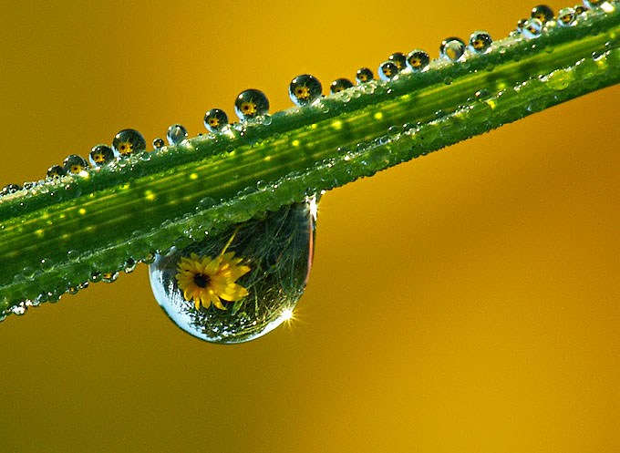 Cienka zielona linia