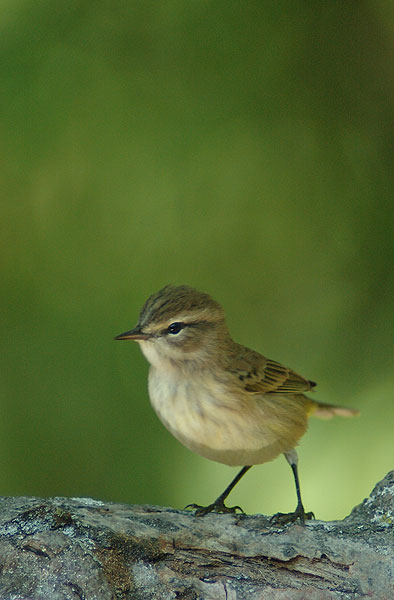 Pine Siskin ( Carduelis pinus )