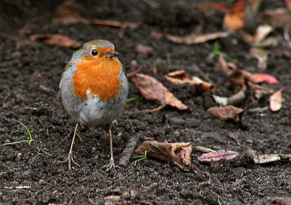 Robin