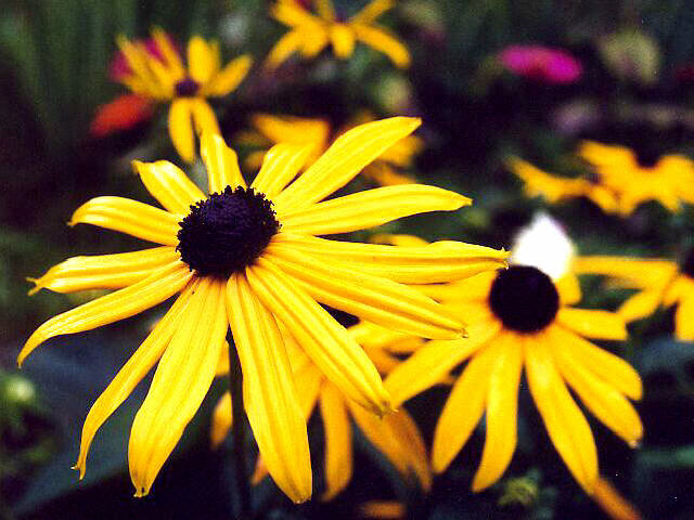 Rudbeckia