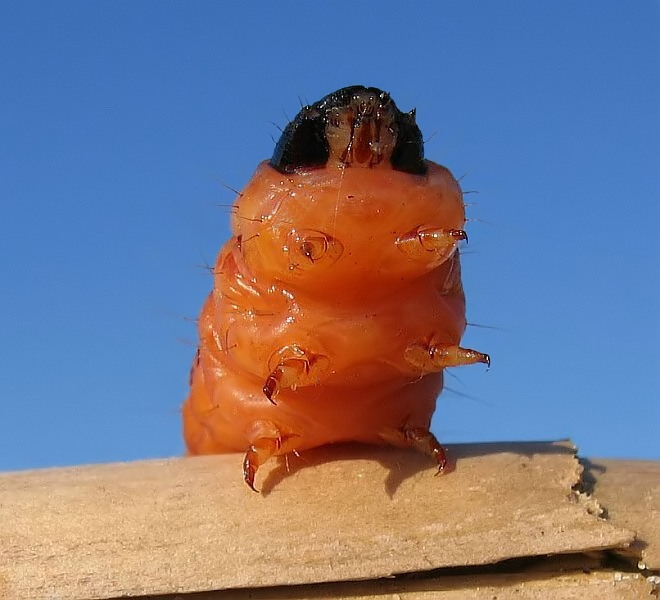 Jara Klara i jej nowe oblicze, czyli Sekta Wszechmocnego Insekta :)