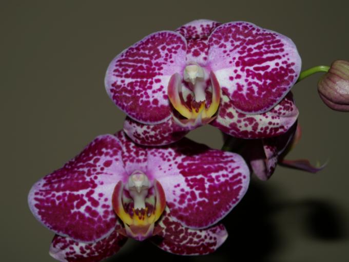 orchidea