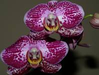 orchidea