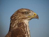 myszołów zwyczajny (Buteo buteo)