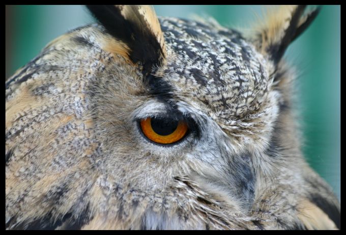 owl from scotland