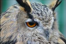 owl from scotland