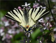 Paź żeglarz (Iphiclides podalirius)