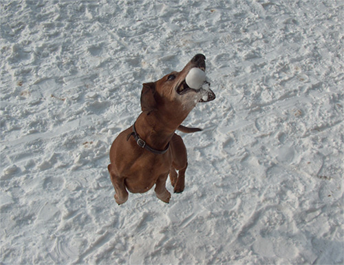 Jamnik in flight