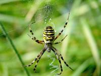 Tygrzyk paskowany (Argiope bruennichi)