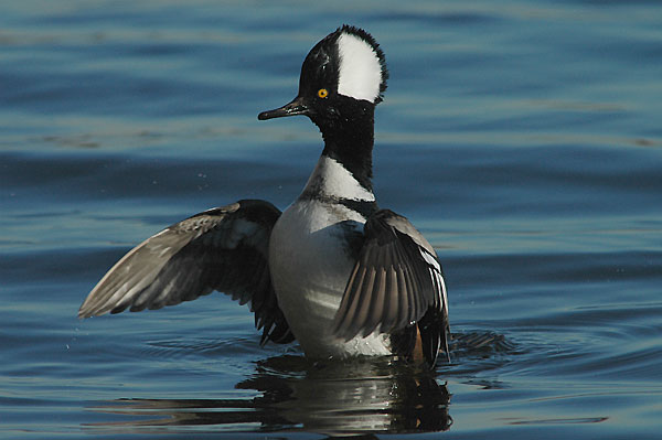 Hooded Merganser