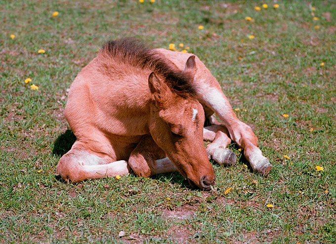 Sleeping Beauty