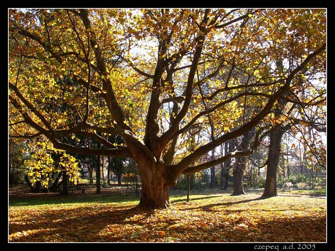 Park jesienią