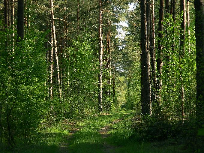 droga leśna